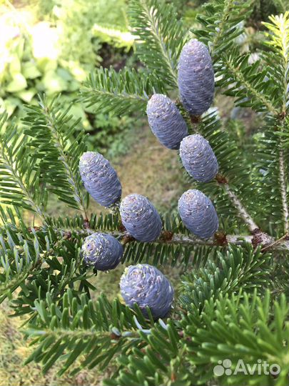 Пихта корейская