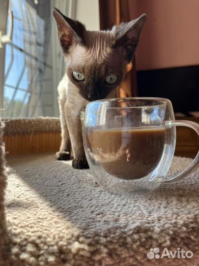 Котик Девон Рекс