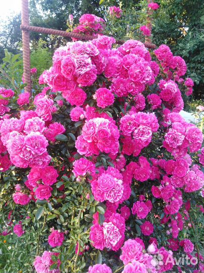 Роза плетистая