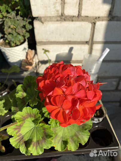 Пеларгония герань красно-оранжевая