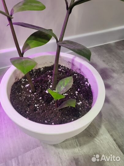 Замиокулькас