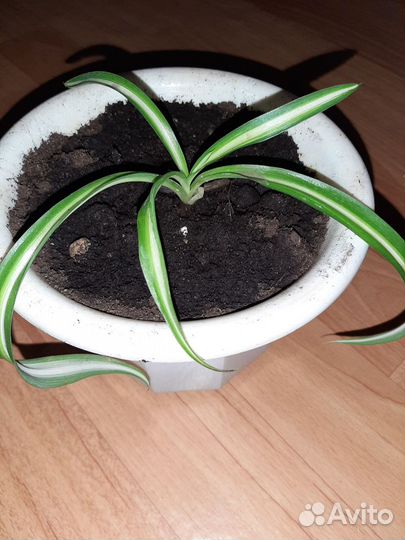 Хлорофитум Лаксум и кудрявый