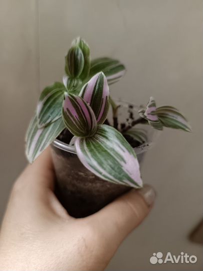 Комнатные цветы