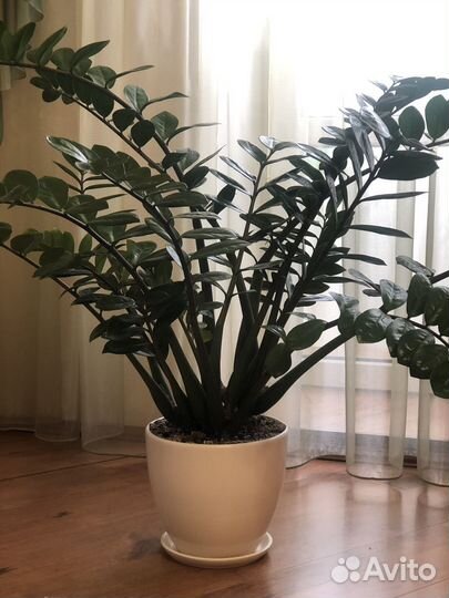 Замиокулькас в керамическом горшке