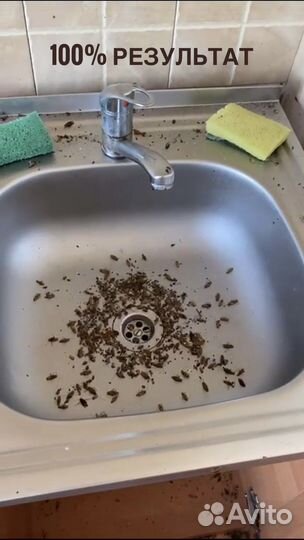 Уничтожение тараканов, клопов, блох и тд