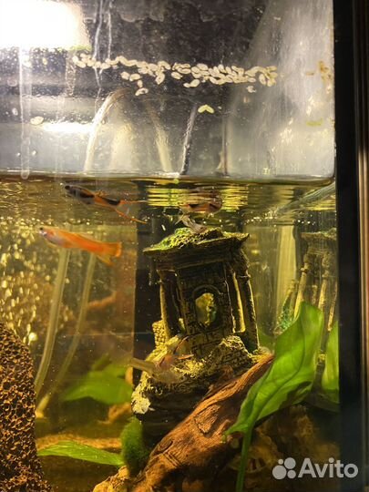 Аквариумные рыбки гуппи