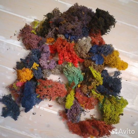 Стабилизированный мох