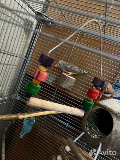 Попугай амадин