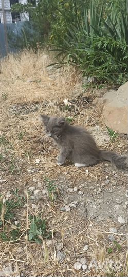 Котята отдам в хорошие руки