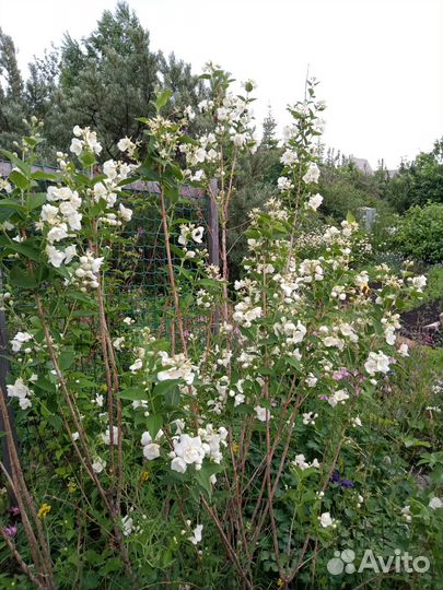 Саженцы чубушник махровый/немахровый (жасмин )