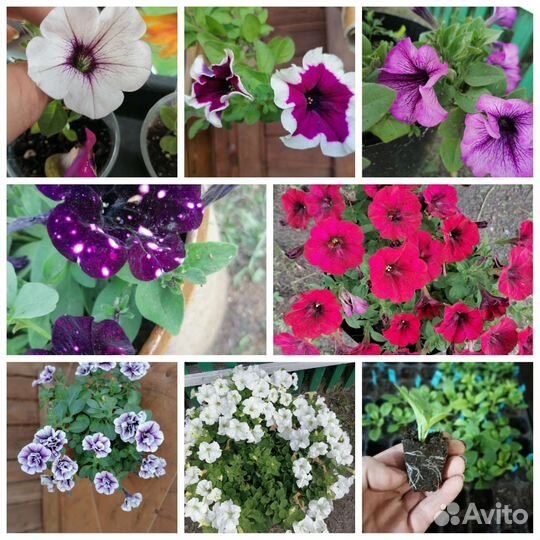 Вегетативная петуния укорененные черенки