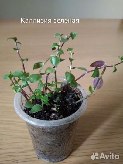 Хлорофитум, каллизия, гастерия