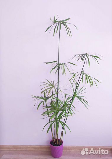 Большое растение. Циперус 150 см