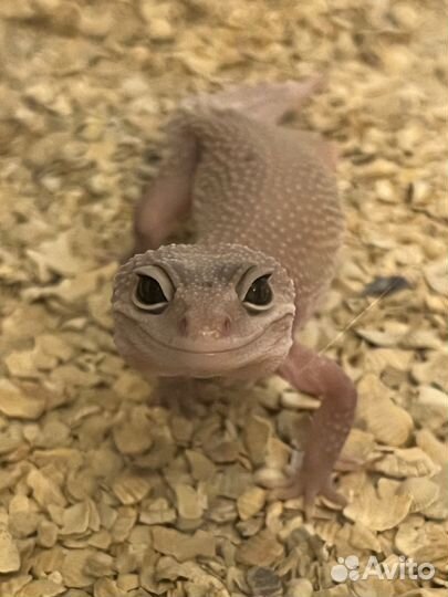 Эублефар с террариумом