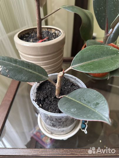 Фикус каучуконосный