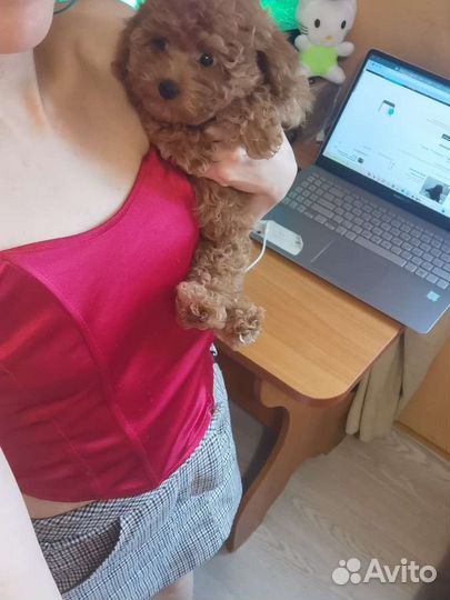 Кукла mini Dayzi Мальтипу