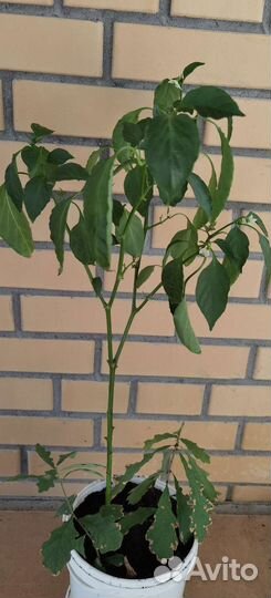 Перец острый, лавр