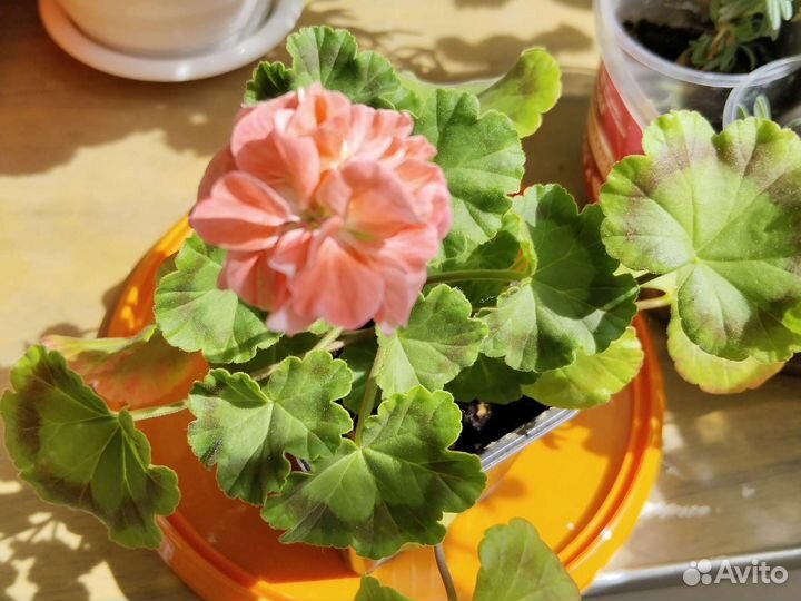 Пеларгония герань сортовая