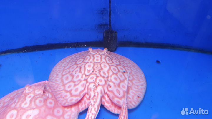 Скат Жемчужный альбинос