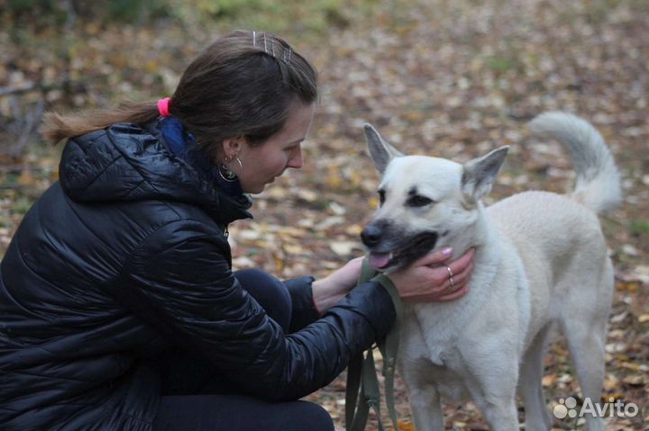 Собаки бесплатно