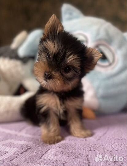 Передержка собак некрупного размера