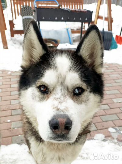 Сибирский хаски