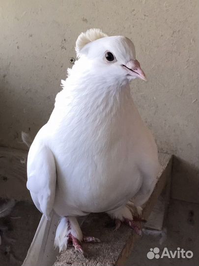 Продам бойных голубей