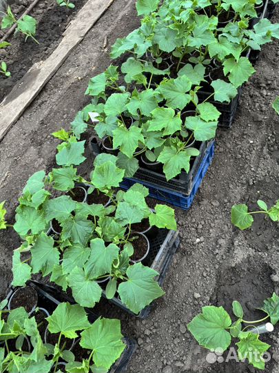 Рассада огурцов