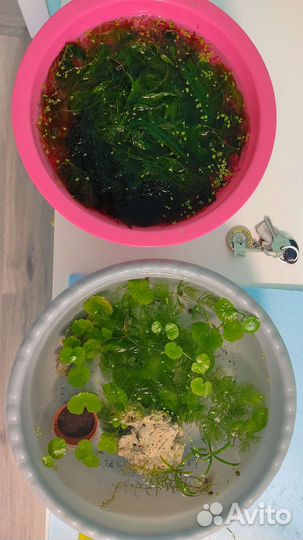 Аквариумные растения бесплатно