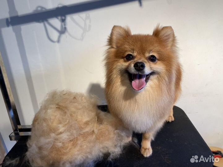 Стрижка собак и кошек