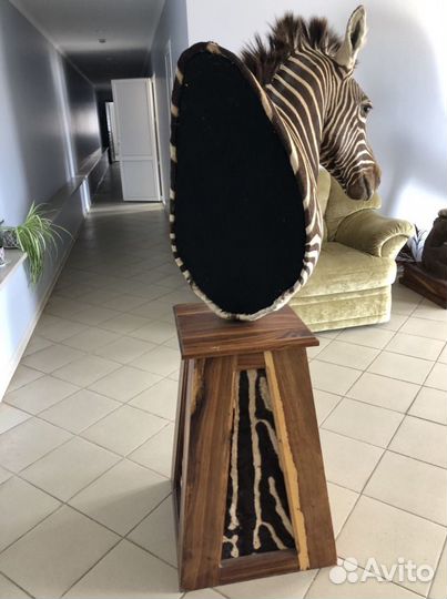 Голова Зебры