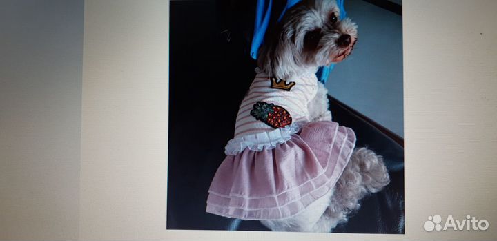 Одежда для собак