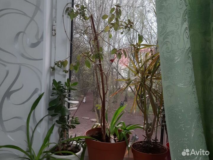 Фуксия Angelika