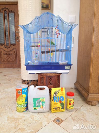 Попугаи неразлучники с клеткой