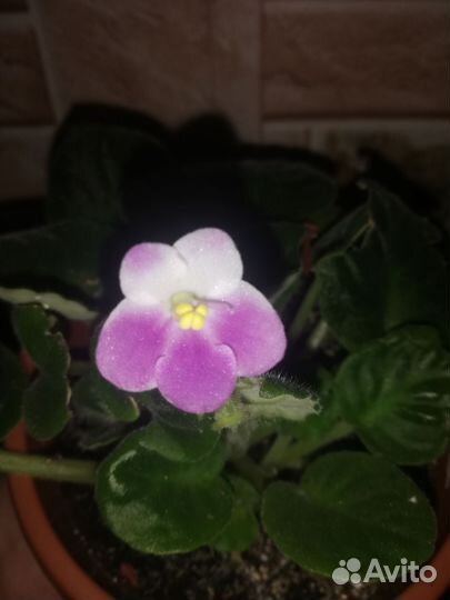 Фиалка листики