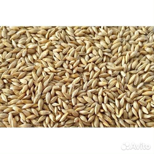 Зерно ячмень