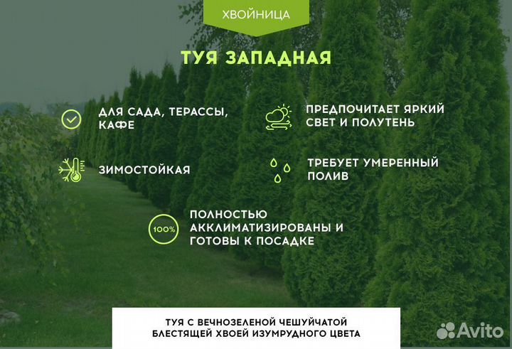 Туя Западная Брабант