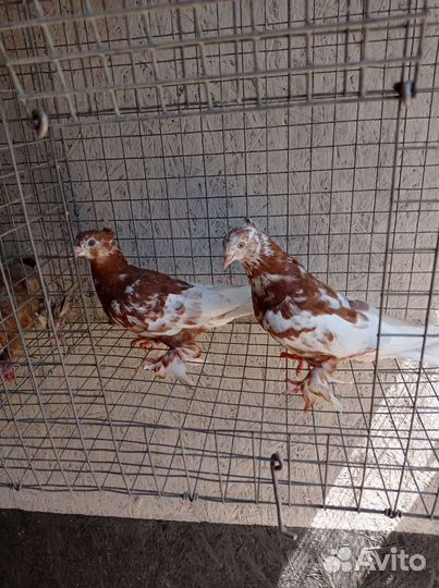 Узбекские голуби