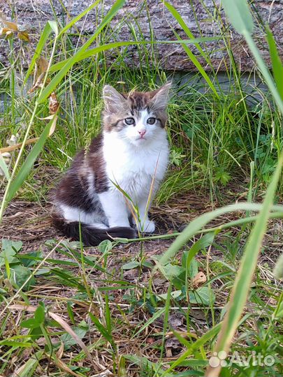 Пушистый Василёк