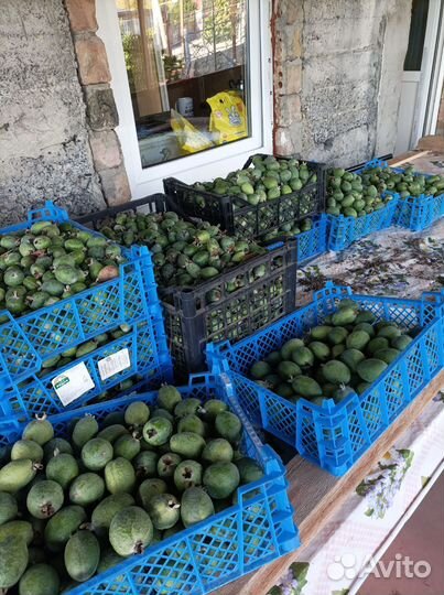 Фейхоа свежая