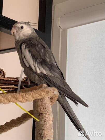 Попугай карелла самец