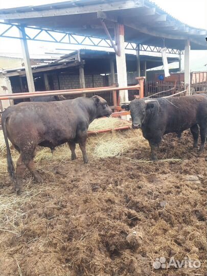 Продам быков