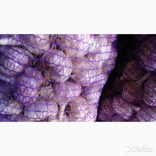 Чеснок посадочный, товарный