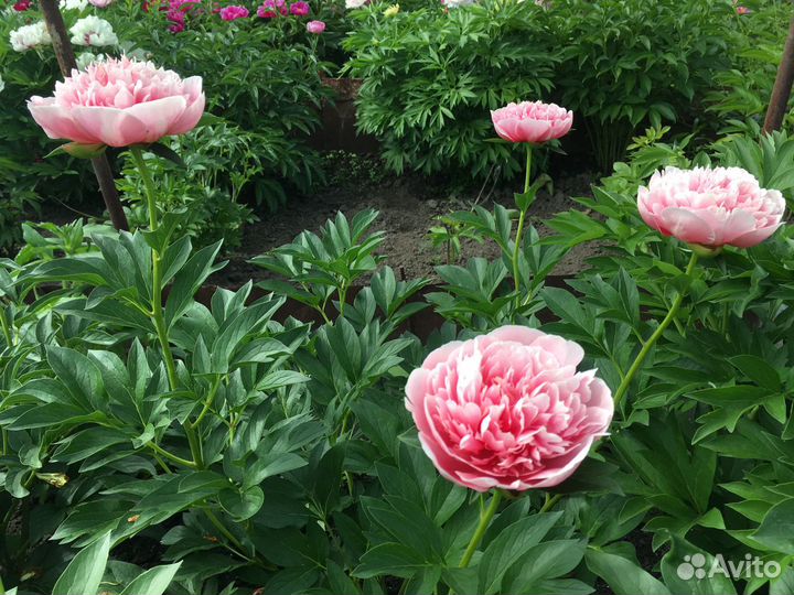 Пионы саженцы