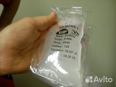 Спермодоза хряка-производителя