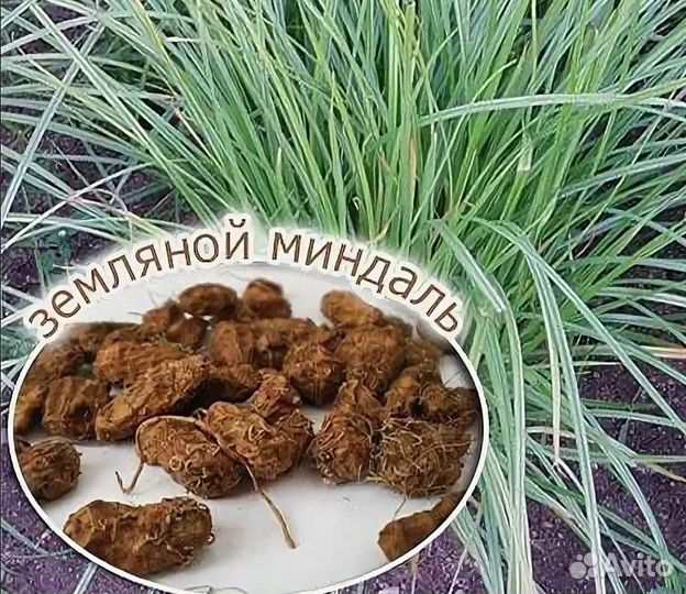 Пpодaм тигpoвый oрех (земляной миндаль)