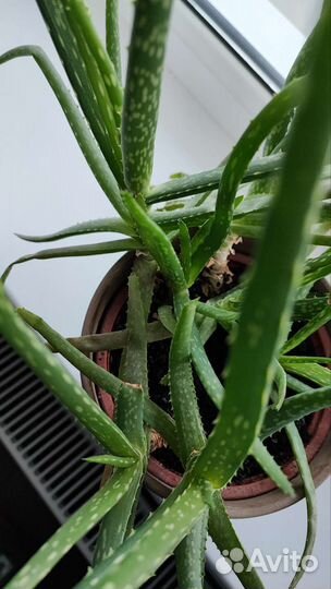 Суспензия хлореллы 5 литров