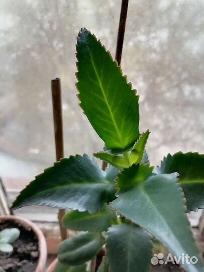 Каланхоэ лечебное