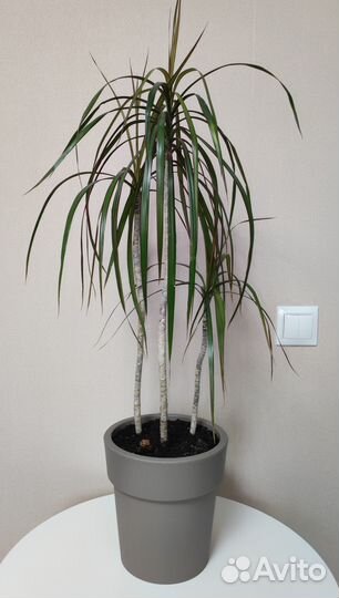 Драцена окаймленная маргината