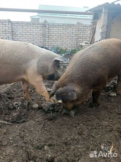 Свиньи дюрок